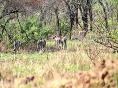 
      
      MP: Female Cheetah, her four cubs released into wild at Kuno Park
      
      