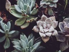 
      
      Researchers demonstrate new technique for boosting plant growth
      
      