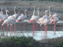 
      
      Large flock of flamingos arrive in coastal areas of Thoothukudi 
      
      