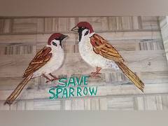 
      
      Odisha artist commemorates World Sparrow Day with Rangoli artwork
      
      