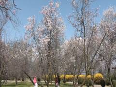 
      
      J-K: Almond blossoms draws tourists in Srinagar’s Badam Vaer
      
      