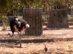 
      
      Rajasthan: First successful ostrich breeding in Ramniwas Bagh zoo
      
      