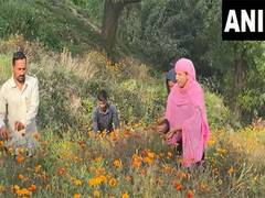
      
      J-K: Local farmer in Katra turns flower farming into business 
      
      