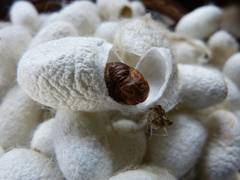 
      
      Raw silk production reaches 34,042 MT till January 2025
      
      