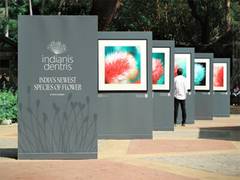 
      
      A Blooming Surprise: Colgate India's New Campaign 
      
      