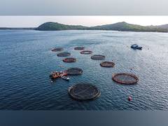 
      
      Empire Foods and Oceanpick Team Up to Bring Premium Round Island 
      
      