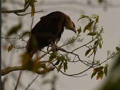 
      
      Endangered eagle from Mongolia returns to Assam’s Kaziranga 
      
      