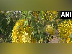 
      
      ‘Sarakondrai’ flowers seen in full bloom in Thoothukudi 
      
      