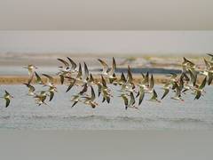 
      
      Rare Indian Skimmer Sighting at Haiderpur Wetland
      
      