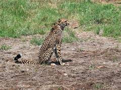 
      
      Cheetahs to be introduced at Gandhi Sagar Sanctuary in MP 
      
      