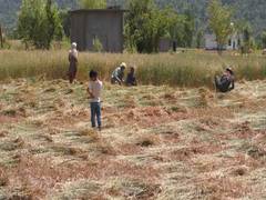 
      
      Farmers in JK harvest early
      
      