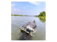 
      
      Endangered red-crowned roofed turtles return to Ganga
      
      
