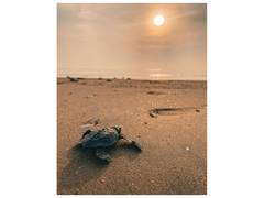 
      
      Tamil Nadu witnesses record 2.29 lakh Olive Ridley Turtle hatchli
      
      