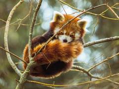 
      
      Mammal's lifespans linked to brain size: Study
      
      