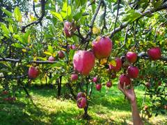 
      
      Himachal’s apple farmers demand ban on Turkish apple import
      
      
