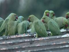 
      
      Chennai couple feeds birds on terrace for 15 years
      
      