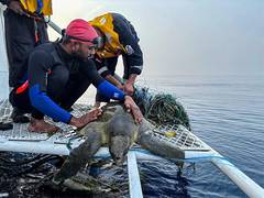 
      
       Indian Coast Guard protects over 6.98 lakh Olive Ridley Turtles 
      
      