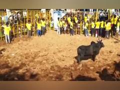 
      
      TN: Grand Jallikattu event held at Sri Pidari Amman Temple in Pud
      
      