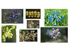 
      
      Uttarakhand doubles conserved plant species to 2228: Report
      
      