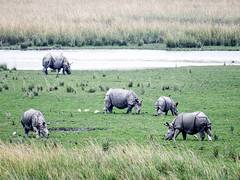 
      
      Pobitora Wildlife Sanctuary marks 11 years of zero rhino poaching
      
      