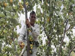 
      
      Udhampur’s apricot growers face ruin amid tourist drought
      
      