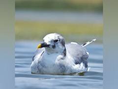 
      
      Sabine’s Gull makes rare appearance in Nalsarova 
      
      