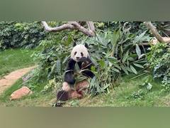 
      
      Panda-monium in Hong Kong: Twin Cubs Steal the Spotlight
      
      