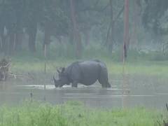 
      
      Floods submerge 60 pc of Assam's Pobitora Wildlife Sanctuary
      
      