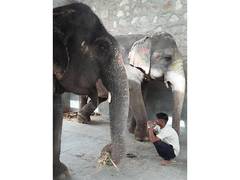 
      
      Responsible Human Behaviour Needed to Protect Animals
      
      