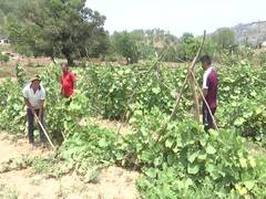 
      
      Border Villagers Back to Farming
      
      
