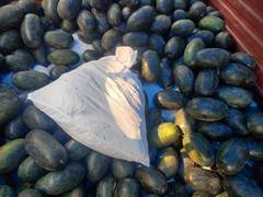 
      
      Delhi Police bust interstate drug syndicate
      
      