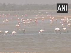 
      
      Flamingos flock to Rajasthan's Sambhar Salt Lake
      
      