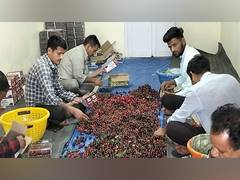 
      
      'Crop is badly affected by weather': Cherry growers in...
      
      