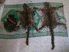 
      
      DRI seizes leopard skins and bones, arrests one trafficker
      
      