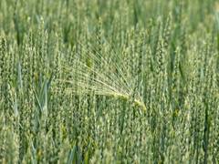 
      
      Monsoon rainfall 4% above normal, Kharif sowing progressing well 
      
      
