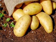 
      
      Cabinet approves establishment of International Potato Centre
      
      
