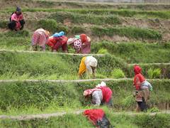 
      
      Splashing mud, singing, Nepal marks “Paddy Day” 
      
      