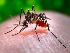 
      
      Pakistan: Sindh records first dengue death of 2025
      
      