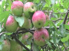 
      
      Farmers welcome hike in apple MIP, demand strict implementation
      
      