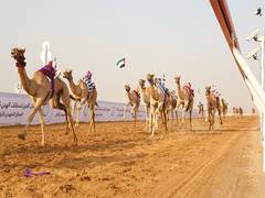 
      
      Al Ain camel racing festival kicks off
      
      