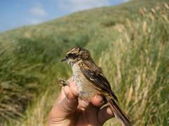 
      
      Israel arrests four Palestinians trying to smuggle songbirds
      
      