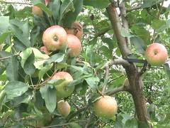 
      
      J&K: Ultra-high-density apple farming improves livelihood
      
      