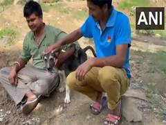 
      
      Disaster Pawtrol: Pet dog Rocky saves lives during cloudburst
      
      