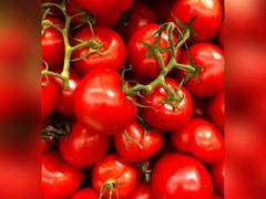 
      
      US ends tomato trade deal with Mexico, sets 17.09 pc duty
      
      