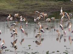
      
      Large Flock of flamingos arrives in coastal areas of Thoothukudi
      
      