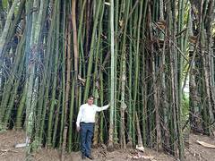 
      
      NEERI scientist transforms wasteland into lush bamboo forest
      
      