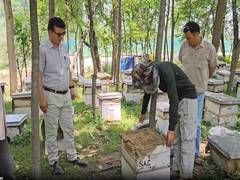
      
      J-K: HADP boosts honey production in Anantnag district 
      
      