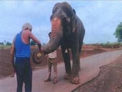 
      
      Bombay HC orders transfer of elephant to Vantara Jamnagar
      
      