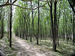 
      
      Punjab launches green initiative to beautify highways
      
      