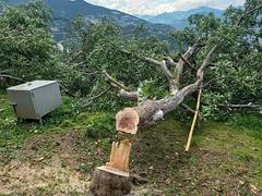 
      
      AFFI condemns large scale felling of Apple trees in Himachal
      
      
